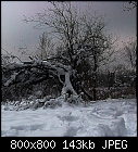 snow break-plum_snow-broken-0.jpg