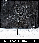 snowy walnut tree-juglans-winter-2.jpg