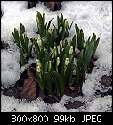 1st sign of spring-leucojum_vernum-7.jpg