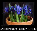 Iris reticulata 'Harmony'-dscf1481rs.jpg