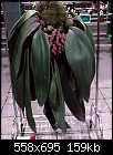 From the Flower show, Bulbophyllum Phalaenopsis - S1080024b.jpg-s1080024b.jpg