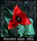 my 1st tulip-tulip-2_20130414.jpg