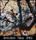 apricot blossoms-marillenblueten-1_20130421.jpg