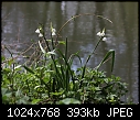 Loddon Lily (Leucojum aestivum) [1/1]-z_loddon_1391.jpg
