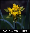 daffodil-narcissus_pseudonarcissus-trad_plenus2-0.jpg