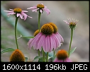 FLOWERS: MACRO - Coneflowers - Coneflowers_2385.jpg (1/1)-coneflowers_2385.jpg