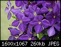FLOWERS: MACRO - Clematis - Clematis_2336.jpg (1/1)-clematis_2336.jpg