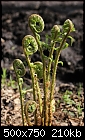 Fern of Spring (Dryopteris filix-mas) [1/1]-z_fern_1243.jpg