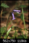 First bluebell (Hyacinthoides non-scriptus) [1/1]-z_bluebell_1309.jpg