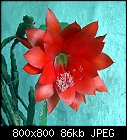 just one of my epiphyll's-epiphyllum_015-1.jpg