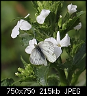 Green-veined white butterfly [1/1]-z_1367.jpg