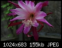 just one of my epiphyll's-img_0804a.jpg