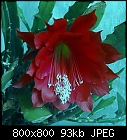 epis by numbers (10)-epiphyllum_010-20130512.jpg