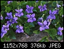 Weed of the week: Common dog violet [1/1]-z_viola_1316.jpg