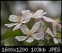 ORCHARD BLOOMS  - APPLE-OLY2275.jpg (1/1)-apple-oly2275.jpg