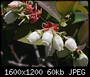 ORCHARD BLOOMS - BLUEBERRY-OLY-1.jpg (1/1)-blueberry-oly-1.jpg