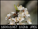 ORCHARD BLOOMS - NATIVE-PLUM_4136.jpg (1/1)-native-plum_4136.jpg
