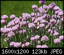 SPRING FLOWERS - CHIVES-OLY-2.jpg (1/1)-chives-oly-2.jpg