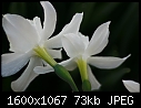SPRING FLOWERS - DAFFODIL.jpg (1/1)-daffodil.jpg