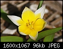 SPRING FLOWERS - TULIP TURK_4073.jpg (1/1)-tulip-turk_4073.jpg
