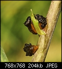 Lily beetle larvae (Lilioceris lilii) [1/1]-z_2681.jpg