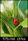 Lily beetle adult (lilioceris lilii) [1/1]-z_lily_1525.jpg