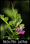 Weed of the Week: Common vetch (Vicia sativa) [1/1]-z_vetch_2012.jpg