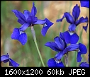 FLOWERS - SIBERIAN IRIS.jpg (1/1)-siberian-iris.jpg