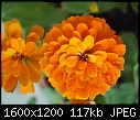 FLOWERS - ZINNIA-OLY2470.jpg (1/1)-zinnia-oly2470.jpg