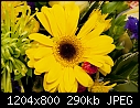 Yellow Gerbera-yellow-gerbera-2.jpg