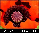 Re: Asiatic poppies (1)-z_poppy_3129a.jpg