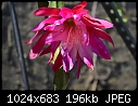 Sad but last bloom from orchid cactus - DSC_0140a.jpg (1/1)-dsc_0140a.jpg