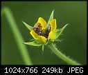 Herb Bennet with pests of its own-z_beetle_3721.jpg