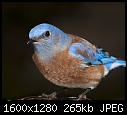 A Feathered Friend in my Garden-young-male-western-bluebird.jpg