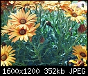 Macro  - FLOWERS-18.jpg (1/1)-flowers-18.jpg