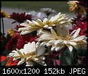 Macro  - FLOWERS-20.jpg (1/1)-flowers-20.jpg