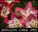 Macro  - LILIES-1.jpg (1/1)-lilies-1.jpg