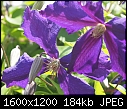 FLOWERS - CLEMATIS-2.jpg (1/1)-clematis-2.jpg