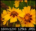 FLOWERS - COREOPSIS-2.jpg (1/1)-coreopsis-2.jpg