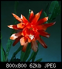 epis by numbers [#19]-epiphyllum_019-5.jpg
