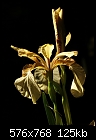 Iris foetidissima [1/1]-z_iris_4876.jpg