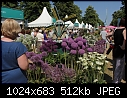 Hampton Court flower show: a display of Alliums-z_allium_5391.jpg