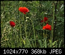 Weed of the Week: Field Poppies (Papaver rhoeas)-z_poppy_4628.jpg