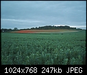 Weeds of War: Flanders poppies (Papaver rhoeas)-z_goring02.jpg