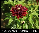 Double opium poppy (Papaver somniferum)-z_poppy_5223.jpg