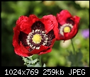 Single opium poppy (Papaver somniferum)-z_poppy_4528.jpg