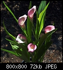 Calla lilies rehmannii-calla_rehmannii-1.jpg