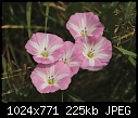 Weed of the Week: Field bindweed (Convolvulus arvensis)-z_bindweed_0060.jpg