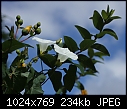 Hedge bindweed (Calystegia sepium)-z_bindweed_0562a.jpg