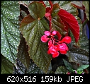 Cane Begonia - DSC_0001a.jpg-dsc_0001a.jpg